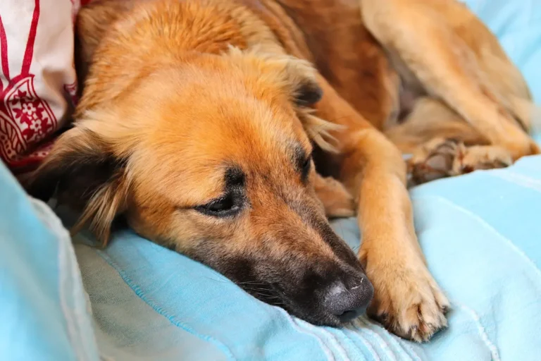 Pérdida de una mascota: duelo anticipado por su vejez