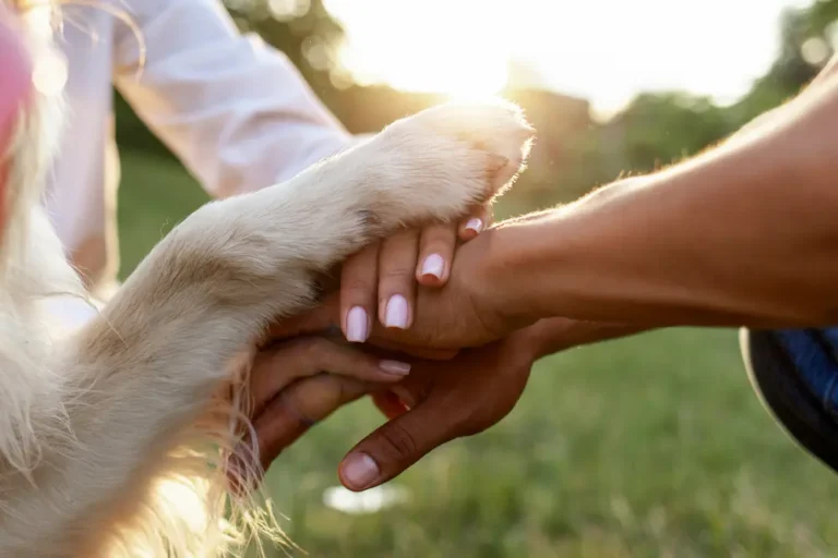 Luto por una mascota: Apoya una causa benéfica en su memoria