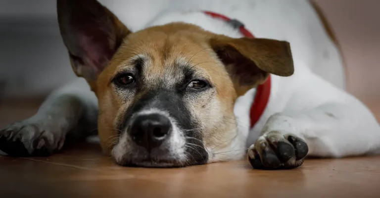 ¿Cómo expresan los perros y los gatos el duelo por la pérdida?