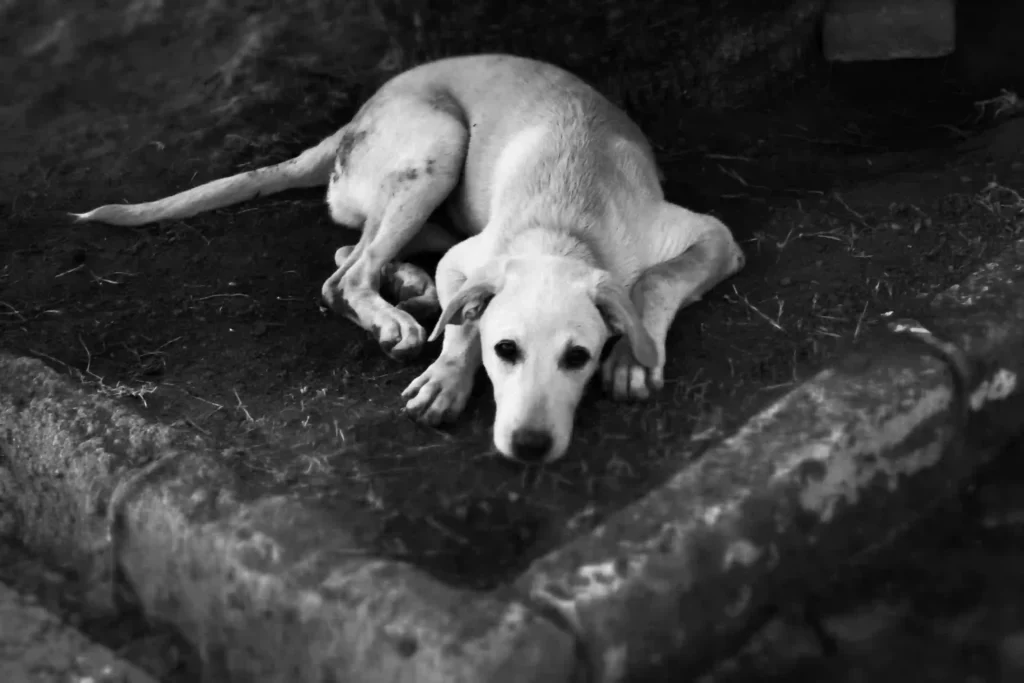 Muerte de una mascota