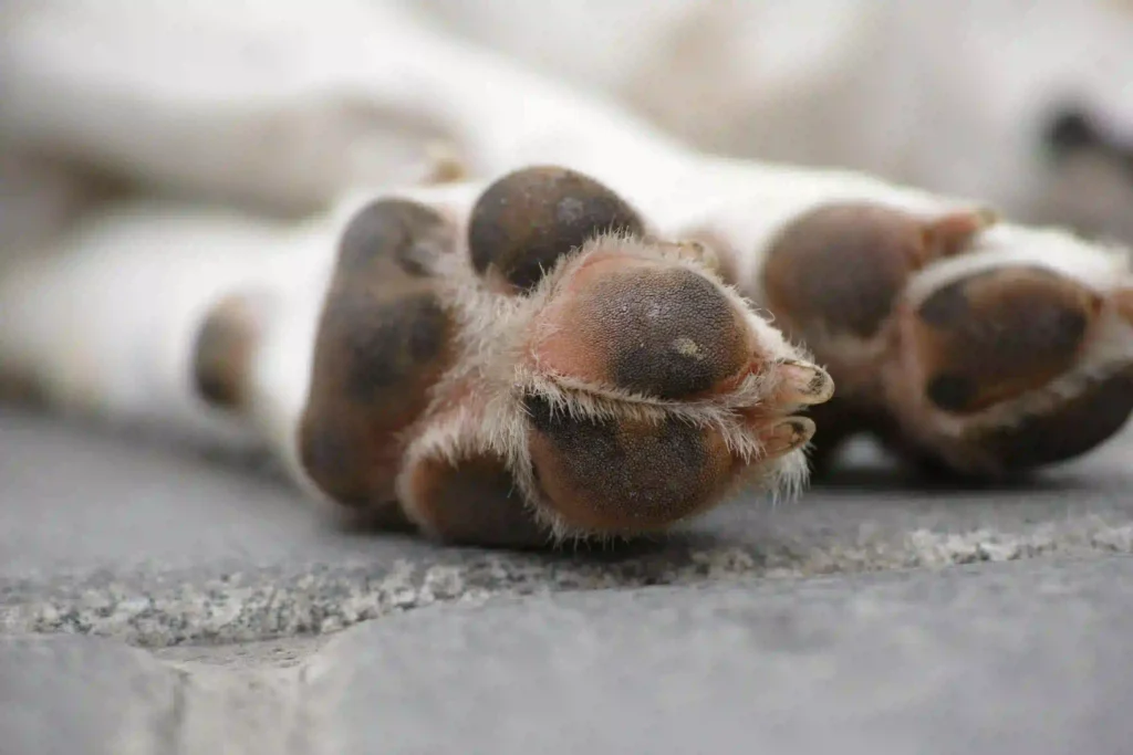 Perdida de una mascota