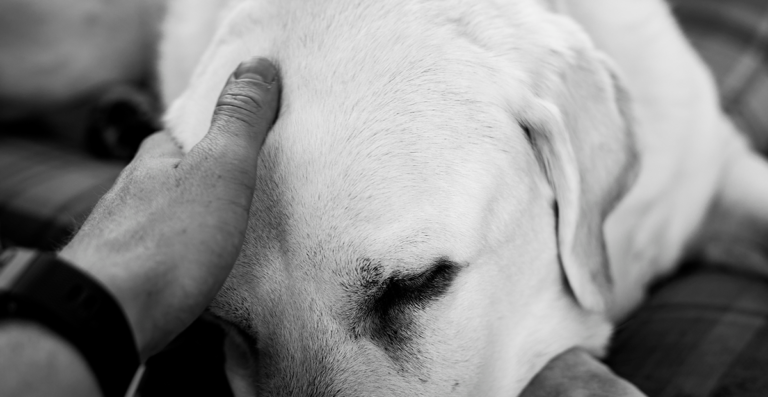 Desmintiendo mitos sobre el luto en mascotas