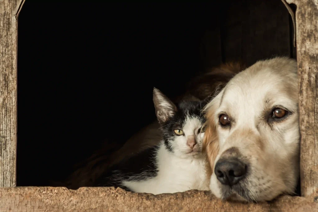 enfermedades en perros y gatos 