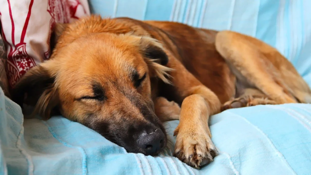 enfermedades en perros y gatos