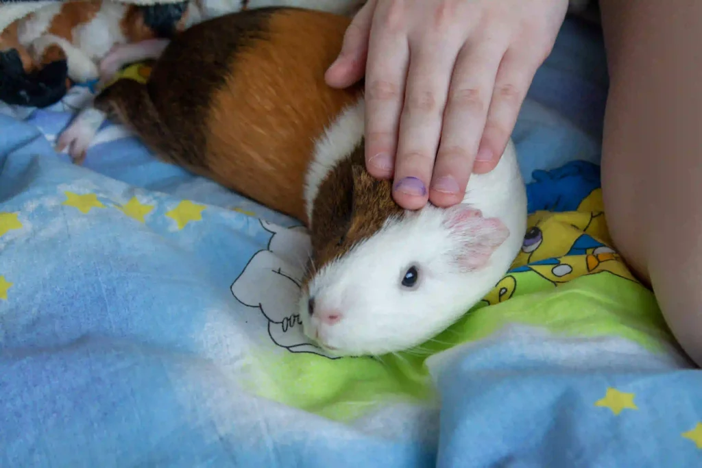 Pérddida de una mascota