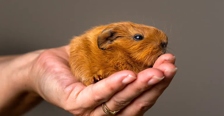 Duelo por la pérdida de una mascota pequeña: ¿Cómo afrontarlo?